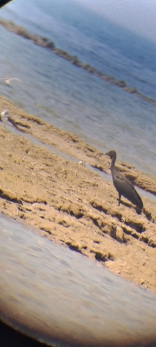 iNaturalist image