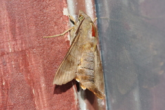 Macroglossum corythus