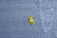 Anthophilolygus bakeri