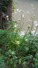 Allium canadense