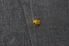 Anthophilolygus bakeri