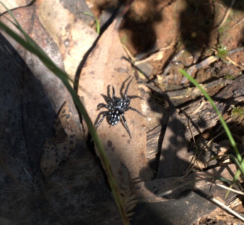 White-spotted Swift Spider