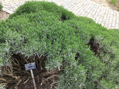 Lavandula × intermedia