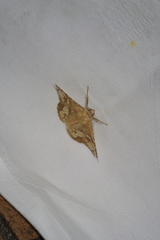 Canaea ryukyuensis