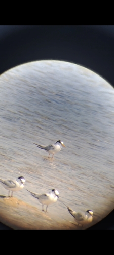 iNaturalist image