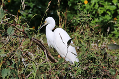 Egretta garzetta nigripes