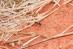 Iridomyrmex lividus
