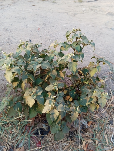 black nightshade