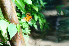 Consul fabius cecrops