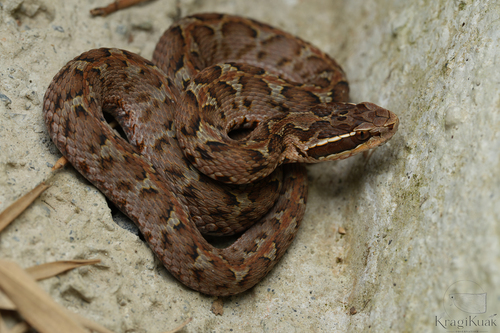 Short-tailed Mamushi
