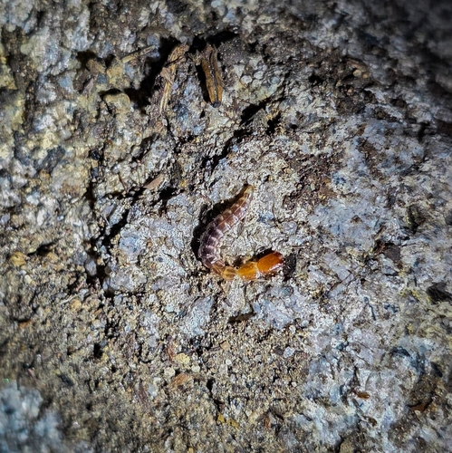 iNaturalist observation photo of Common Snakeflies