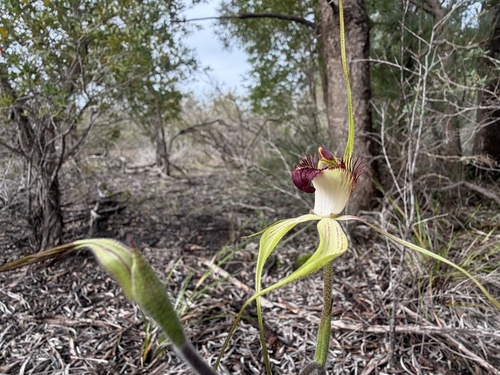 Esperance king spider orchid