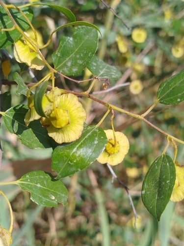 Jerusalem Thorn