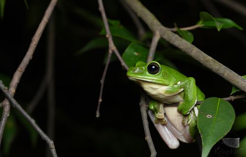 Chinese Flying Frog