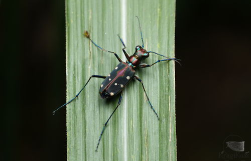 Cosmodela separata