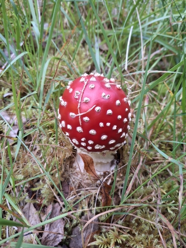 Fly Agaric
