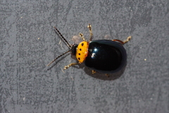 Morphosphaera caerulea