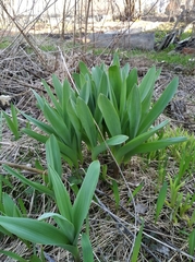 Allium aflatunense