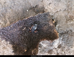 Platyoides walteri