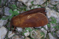 Dendrolimus okinawanus