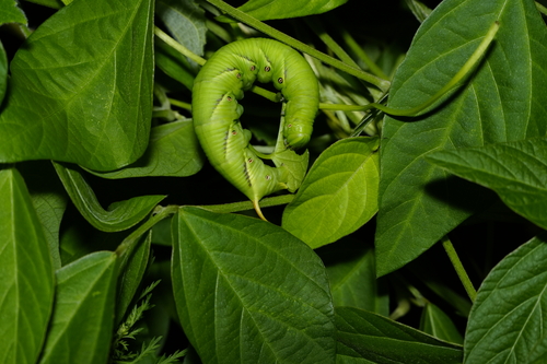Convolvulus Hawkmoth