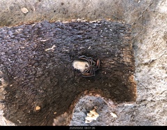 Platyoides walteri