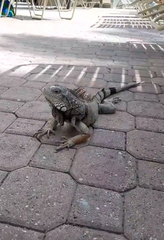 Iguana iguana
