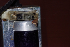 Endotricha olivacealis