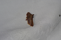 Endotricha olivacealis