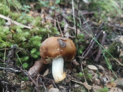 Cortinarius epiphaeus