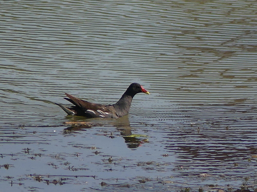 iNaturalist image