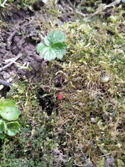 Trombidium holosericeum