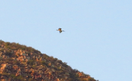 iNaturalist image
