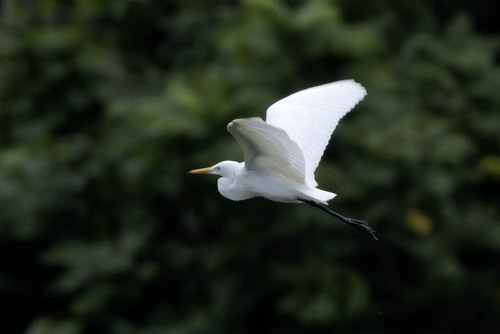 iNaturalist image