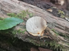 Crepidotus fuscovelutinus