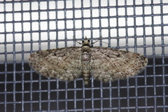 Eupithecia kuroshio