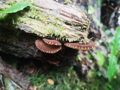 Crepidotus fuscovelutinus