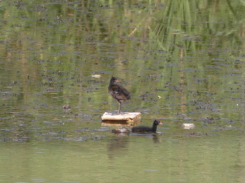 iNaturalist image