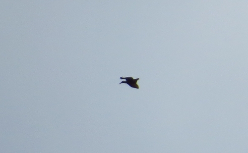 iNaturalist image