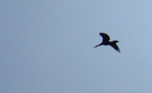 iNaturalist image