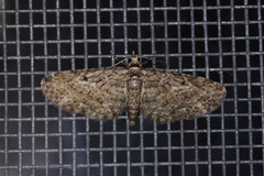 Eupithecia kuroshio