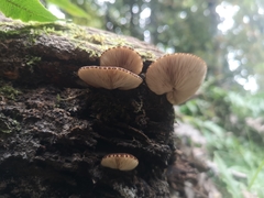 Crepidotus fuscovelutinus