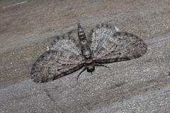 Eupithecia kuroshio