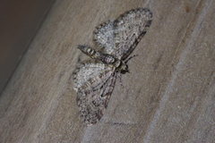 Eupithecia kuroshio