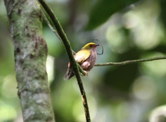 Machaeropterus pyrocephalus