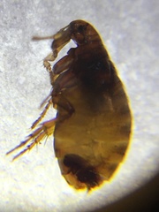 Pulex irritans