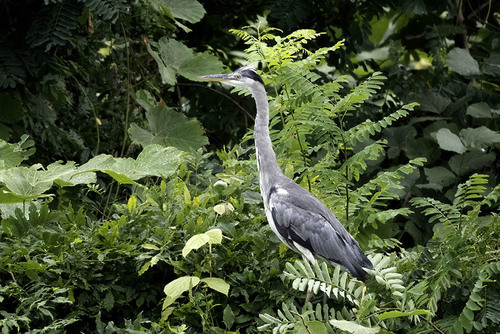iNaturalist image