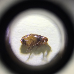 Pulex irritans