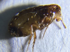 Pulex irritans