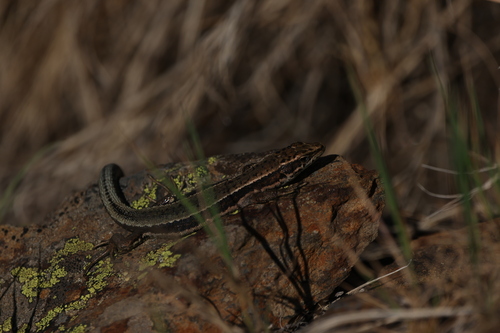 Aurelio’s Rock Lizard, Iberolacerta aurelioi